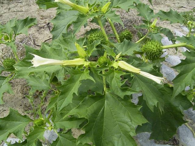 تاتوره Datura stramonium 4